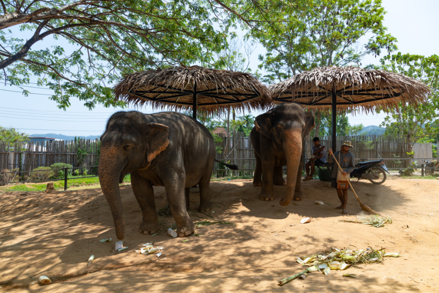 Phuket Elephant Sanctuary